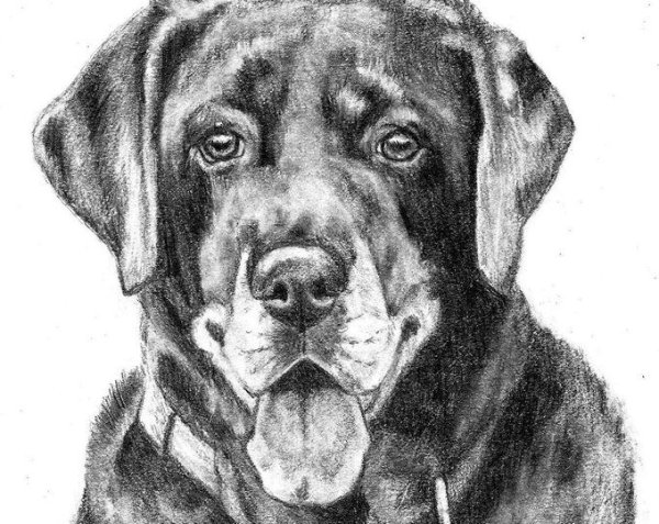 Собака черной ручкой