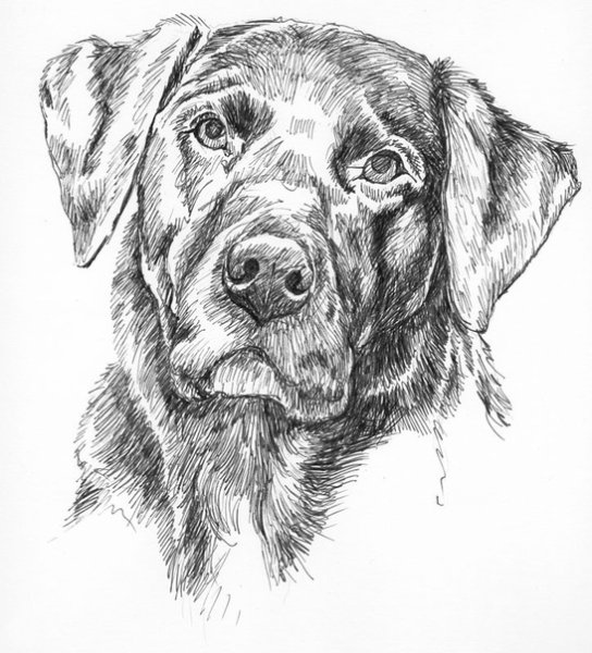 Эскиз собаки