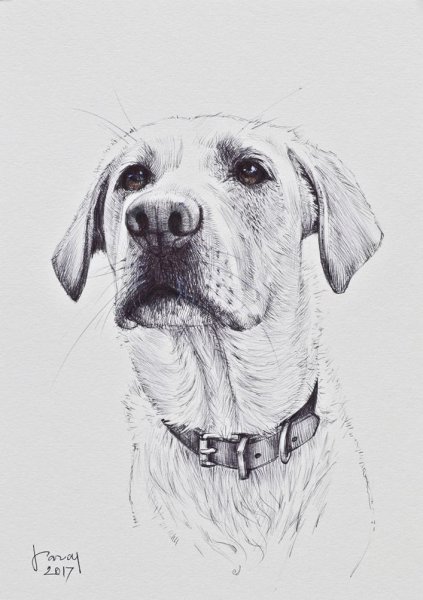 Лабрадор карандашом для срисовки