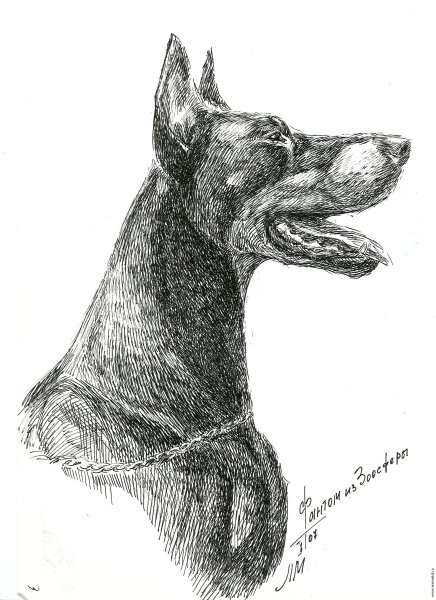 Собака в профиль рисунок