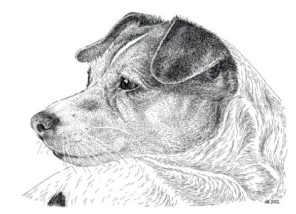 Портрет собаки карандашом