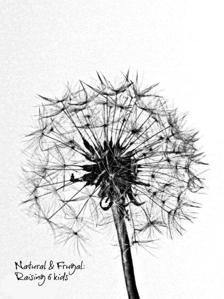 Одуванчик гелевой ручкой