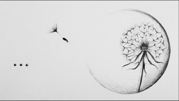 Одуванчик эскиз