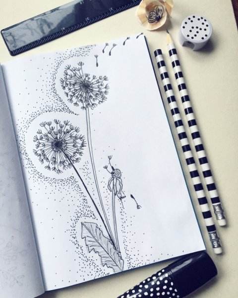 Зарисовка одуванчика карандашом