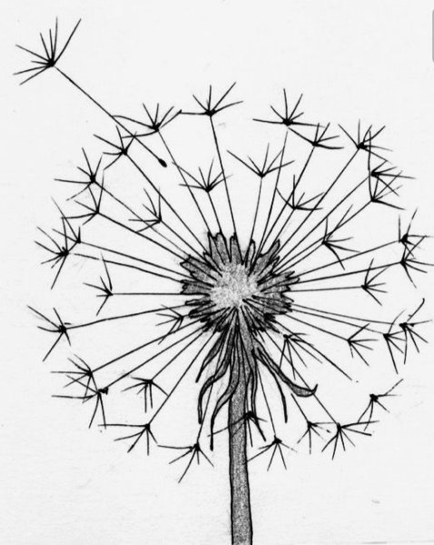 Одуванчик чёрной ручкой