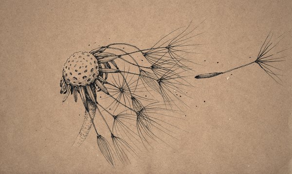 Граттаж одуванчики