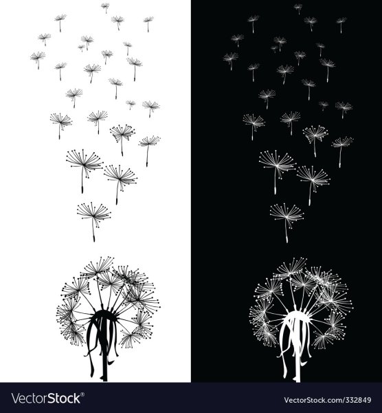 Одуванчик рисунок карандашом