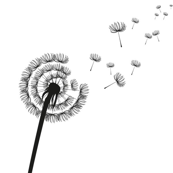 Одуванчик карандашом