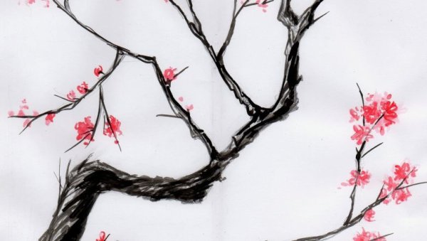 Сакура простым карандашом