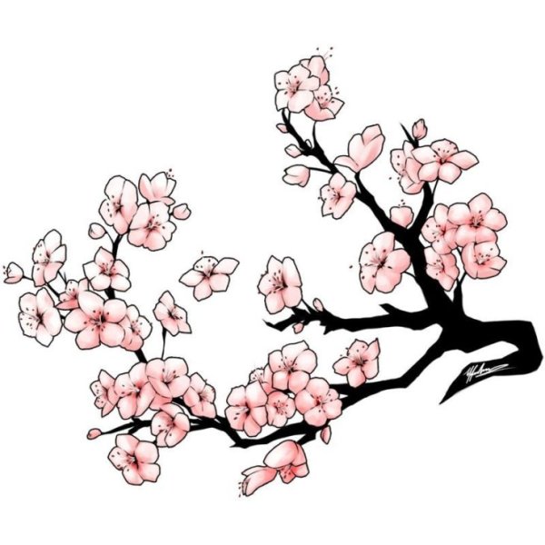 Сакура рисунок карандашом