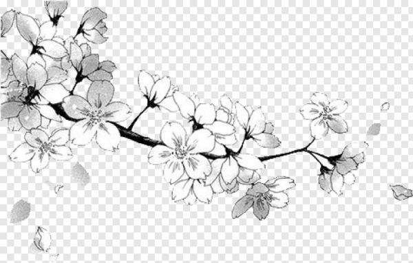 Сакура черно белая