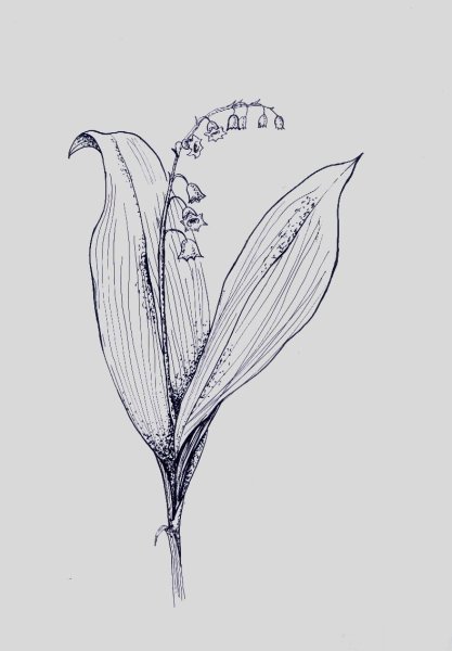 Наброски растений карандашом