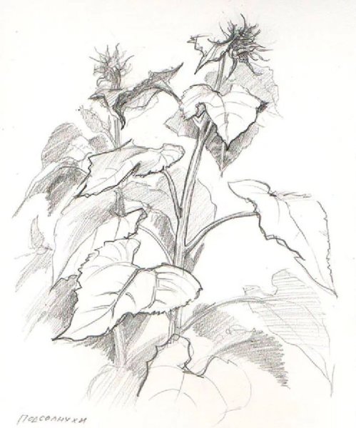 Зарисовки растений