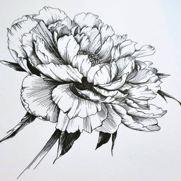 Пионы рисунок тушью