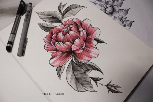 Пионы тату эскизы цветные