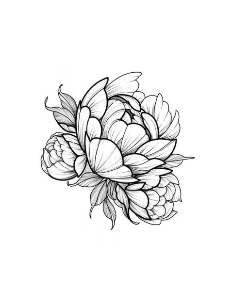 Пионы тату контур