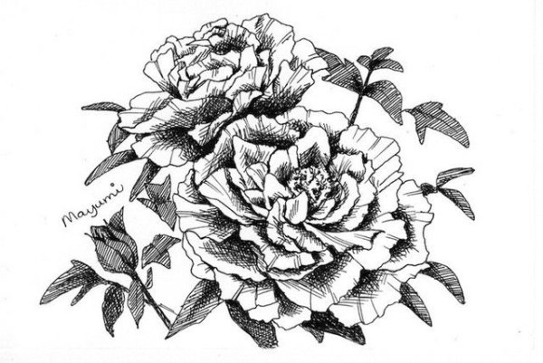 Рисунки гелевой ручкой пионы