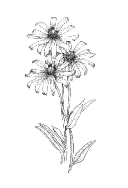 Ромашка набросок