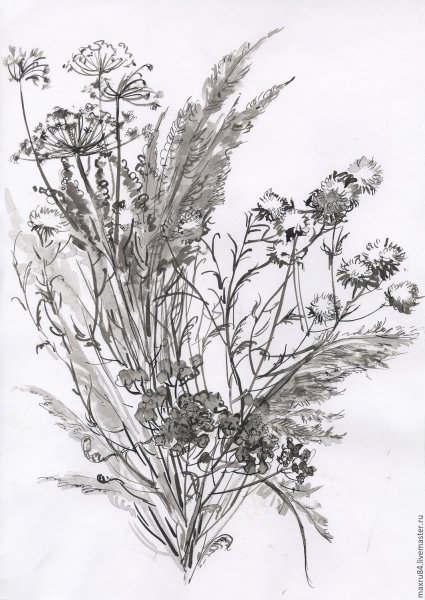Графические зарисовки трав