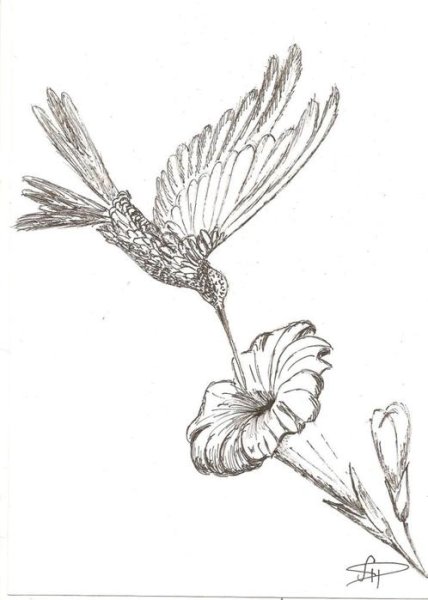 Колибри гелевой ручкой