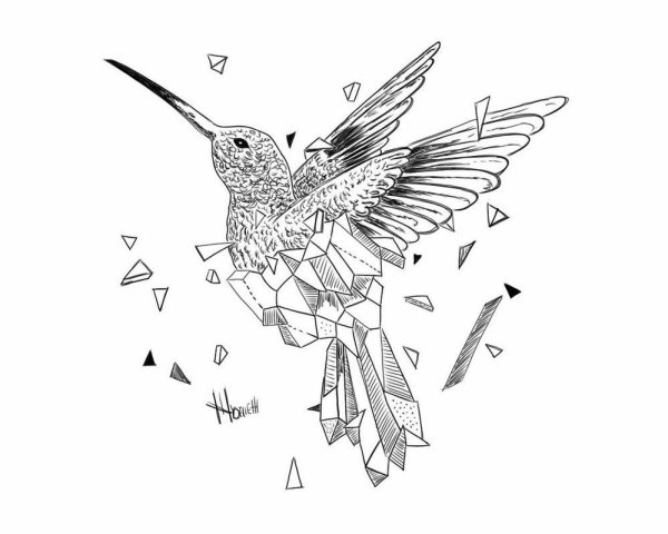 Колибри эскиз