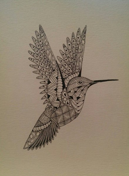 Колибри рисунок Зентангл