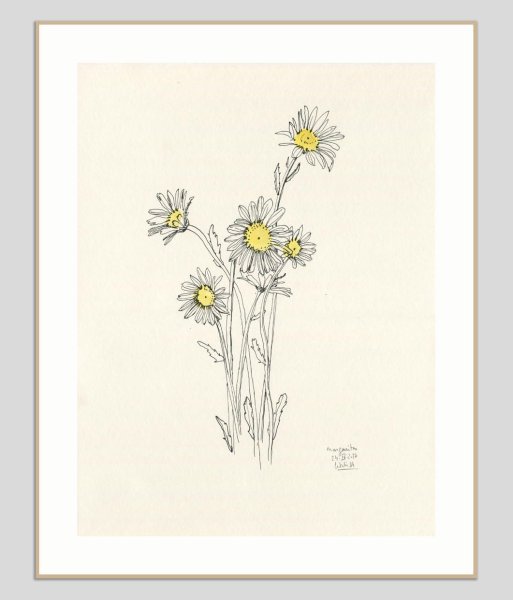 Ромашка зарисовка