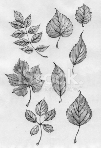 Зарисовки листьев