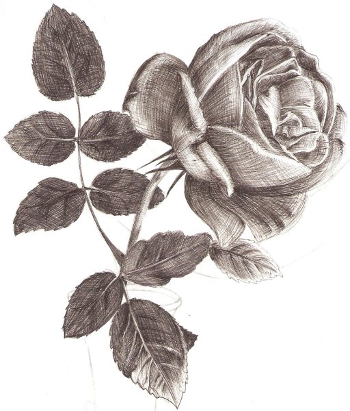 Роза гелевой ручкой