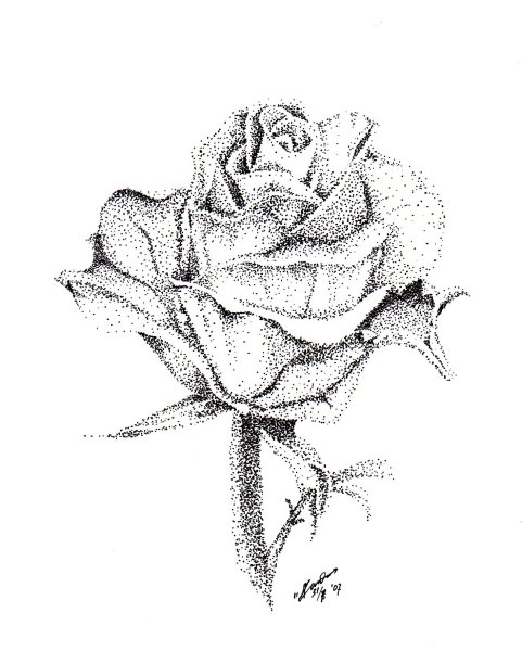 Цветы в графике карандашом