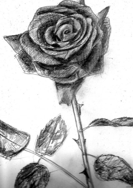 Роза гелевой ручкой