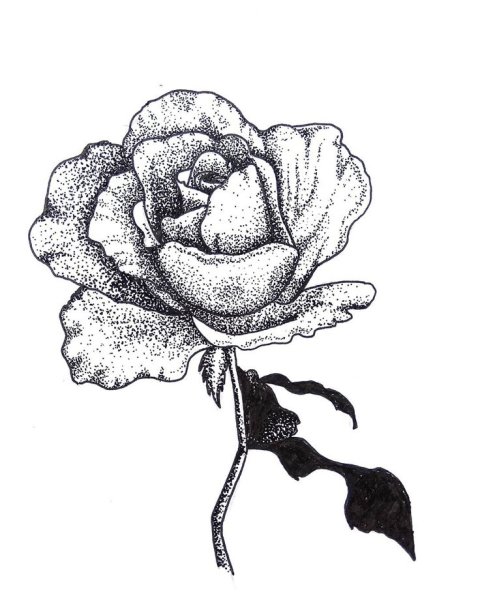 Роза черной ручкой