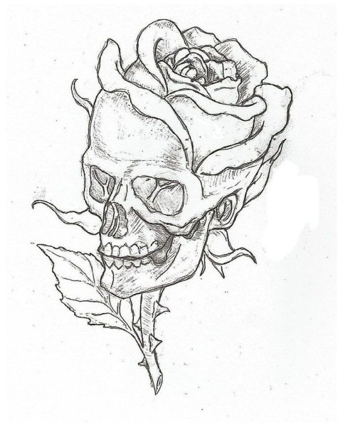 Череп для срисовки