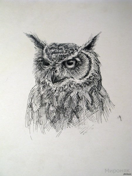 Зенарт Сова