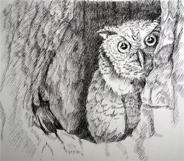 Мандала для раскрашивания Сова