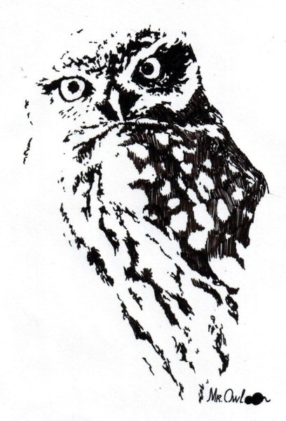 Сова рисунок