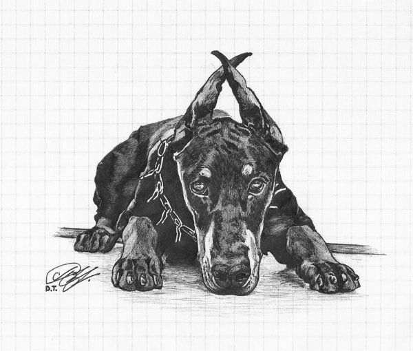 Доберман в графике
