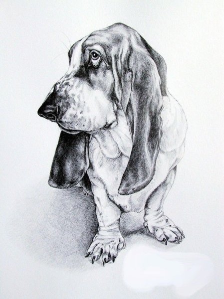 Бассет хаунд рисунок карандашом
