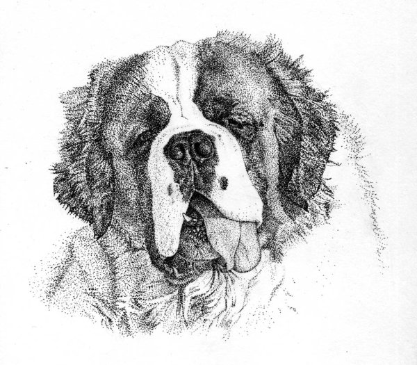 Сенбернар черно белый