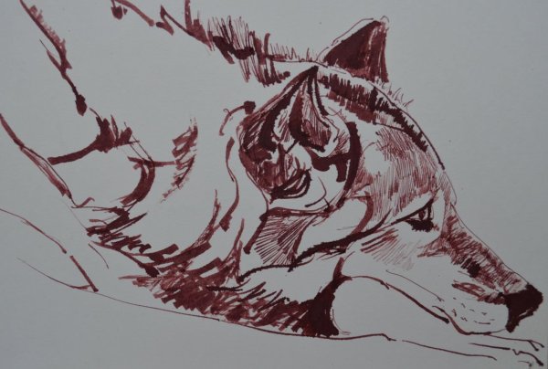 Волк гелевой ручкой