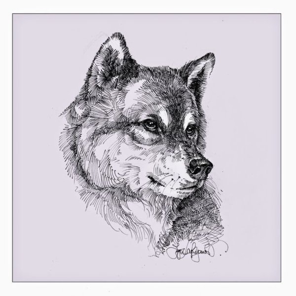 Рисунок гелевой ручкой волк