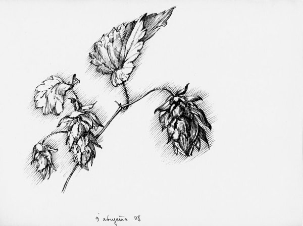 Растения карандашом
