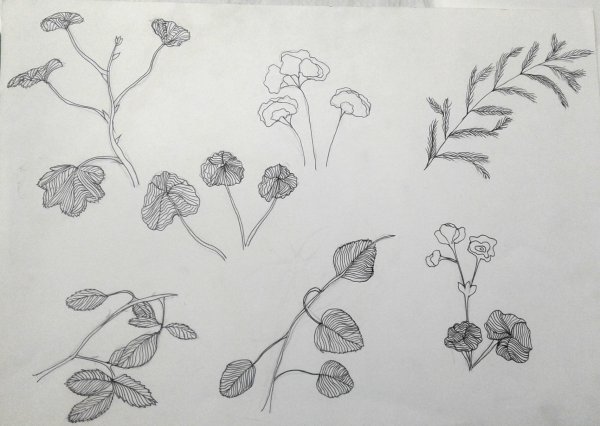 Рисунки травянистых растений гелиевой ручкой