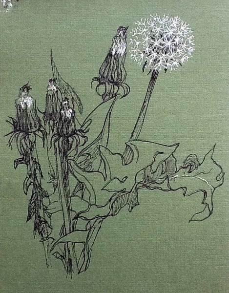 Дюрер с чертополохом