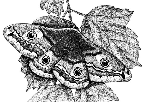 Павлиний глаз (бабочка)