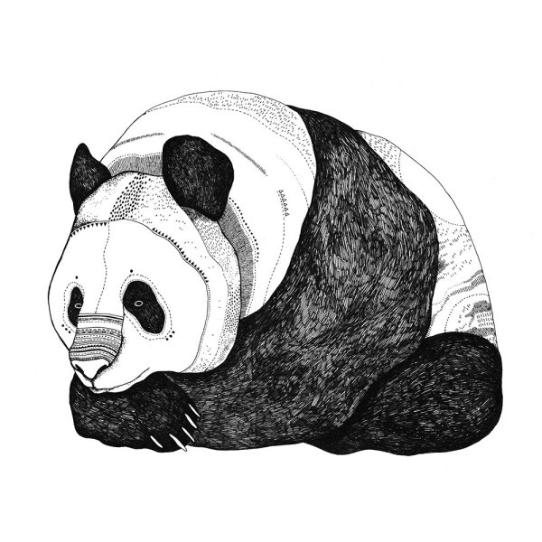 Панда Графика