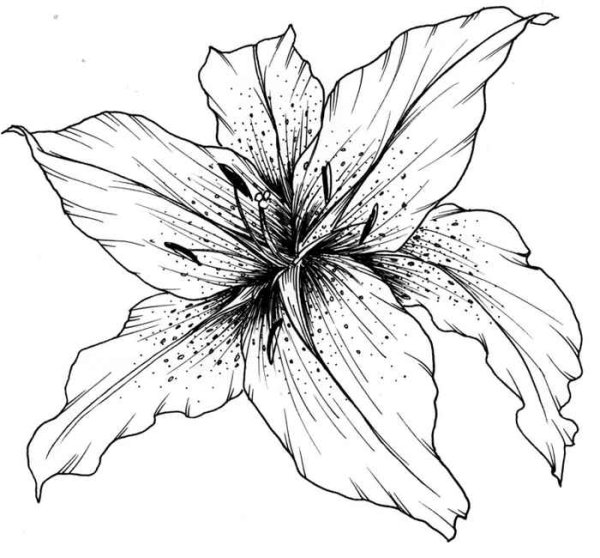 Лилия эскиз