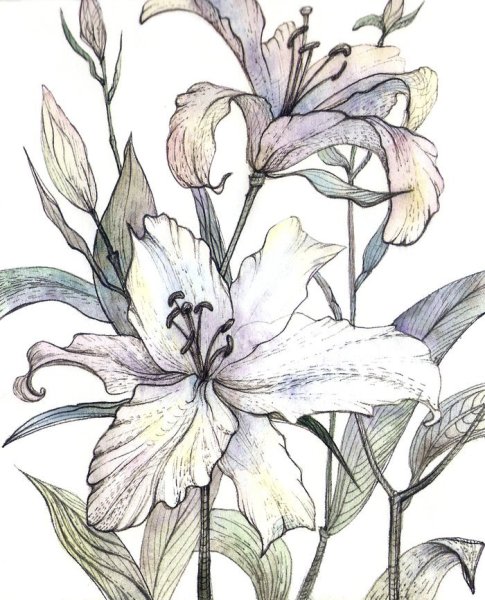 Стилизованные цветы лилии