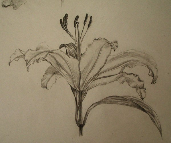 Рисунки карандашом цветы оригинальные