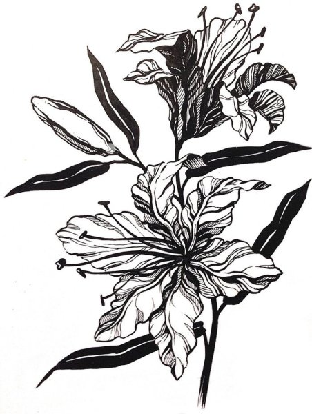 Цветы тушью